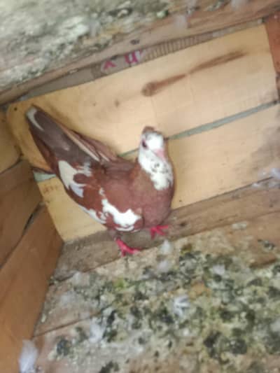 30 pigeon. hai for sale eak bhi mil gay ga or sab bhi mil gay ga
