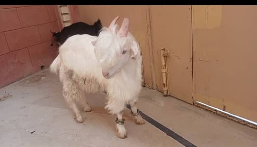 Topy quality fancy gulabi goats