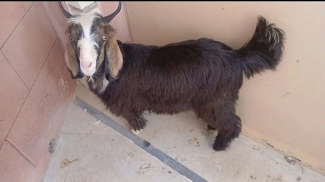 Topy quality fancy gulabi goats — photo 2