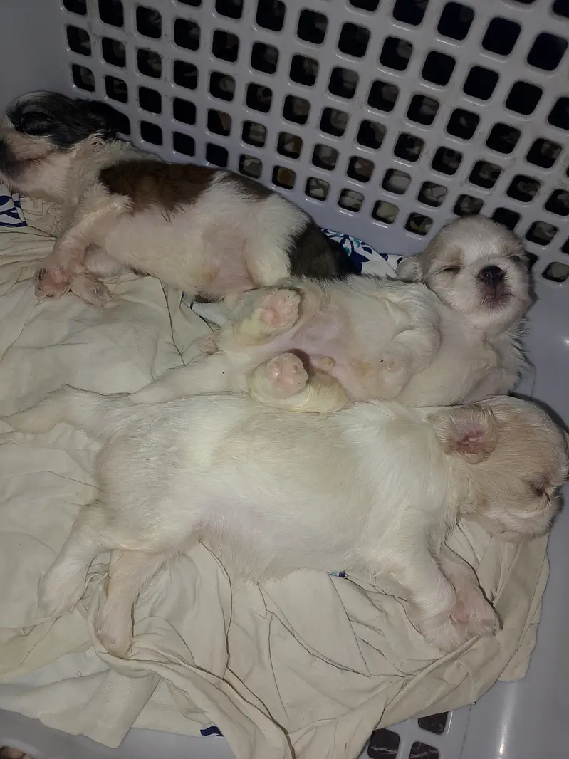 Pocket size shitzu puppies — photo 2