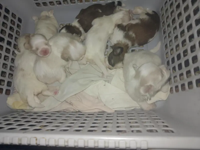 Pocket size shitzu puppies — photo 3