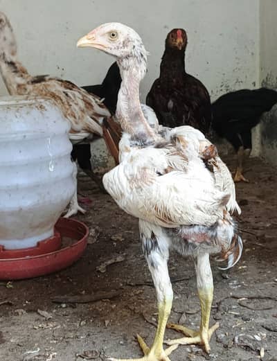 Aseel patha for sale