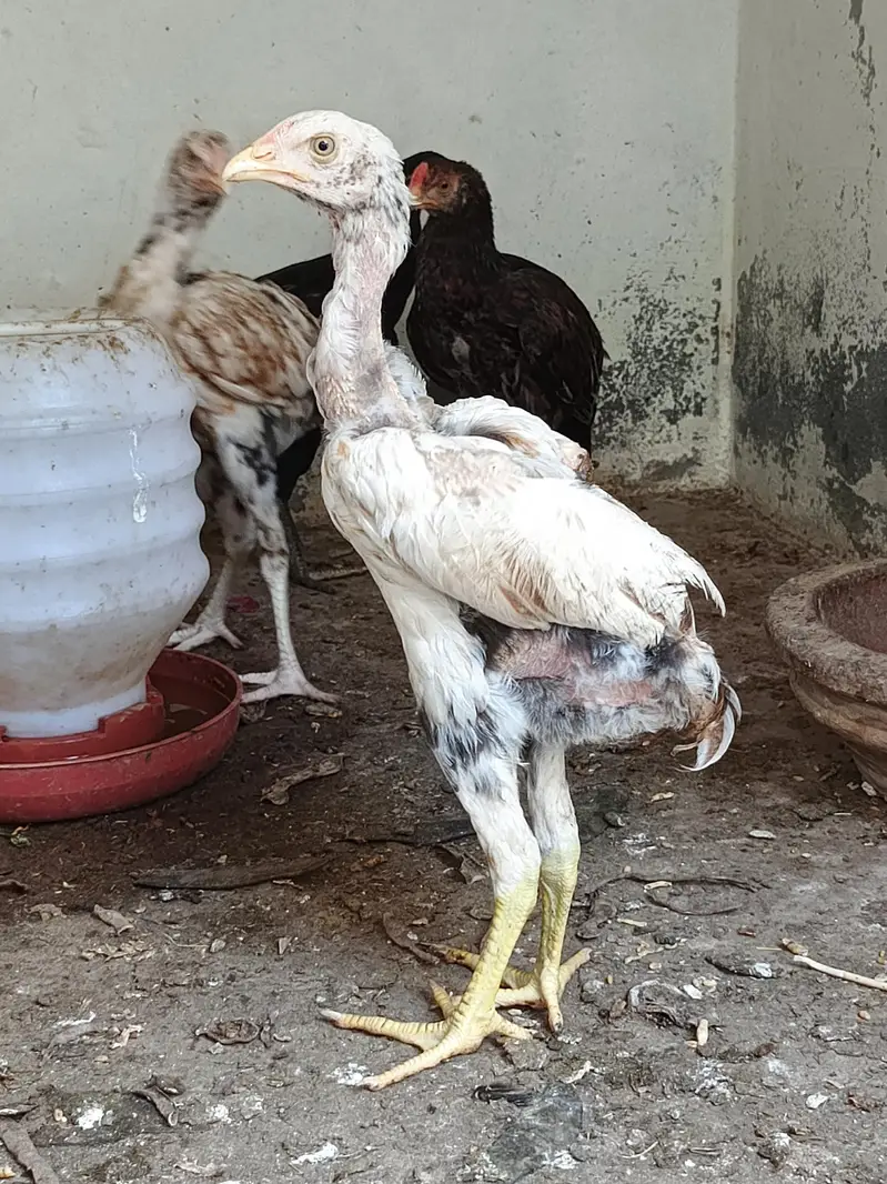 Aseel patha for sale — photo 2