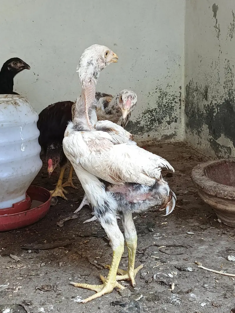 Aseel patha for sale — photo 3