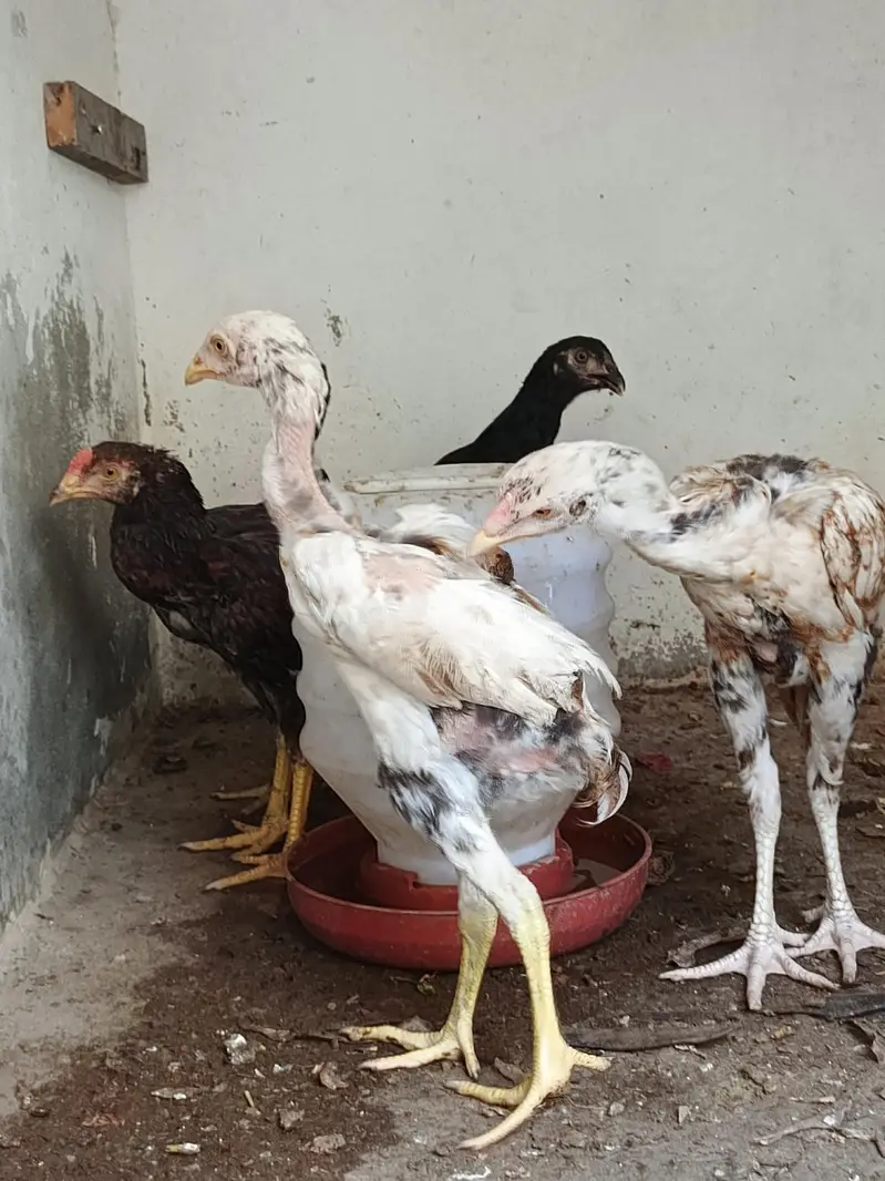 Aseel patha for sale — photo 4