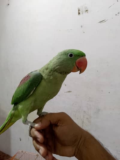 Full talking male patha Pahari