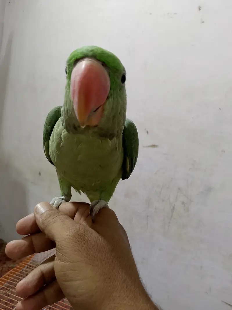 Full talking male patha Pahari — photo 2