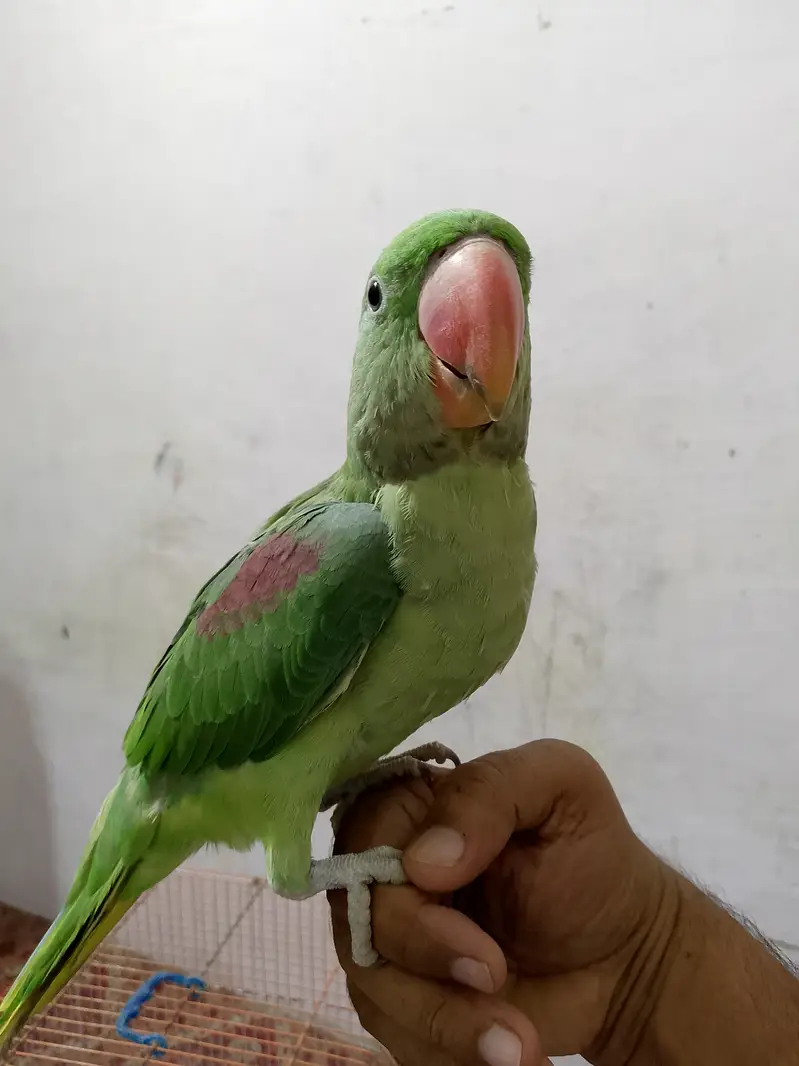 Full talking male patha Pahari — photo 3