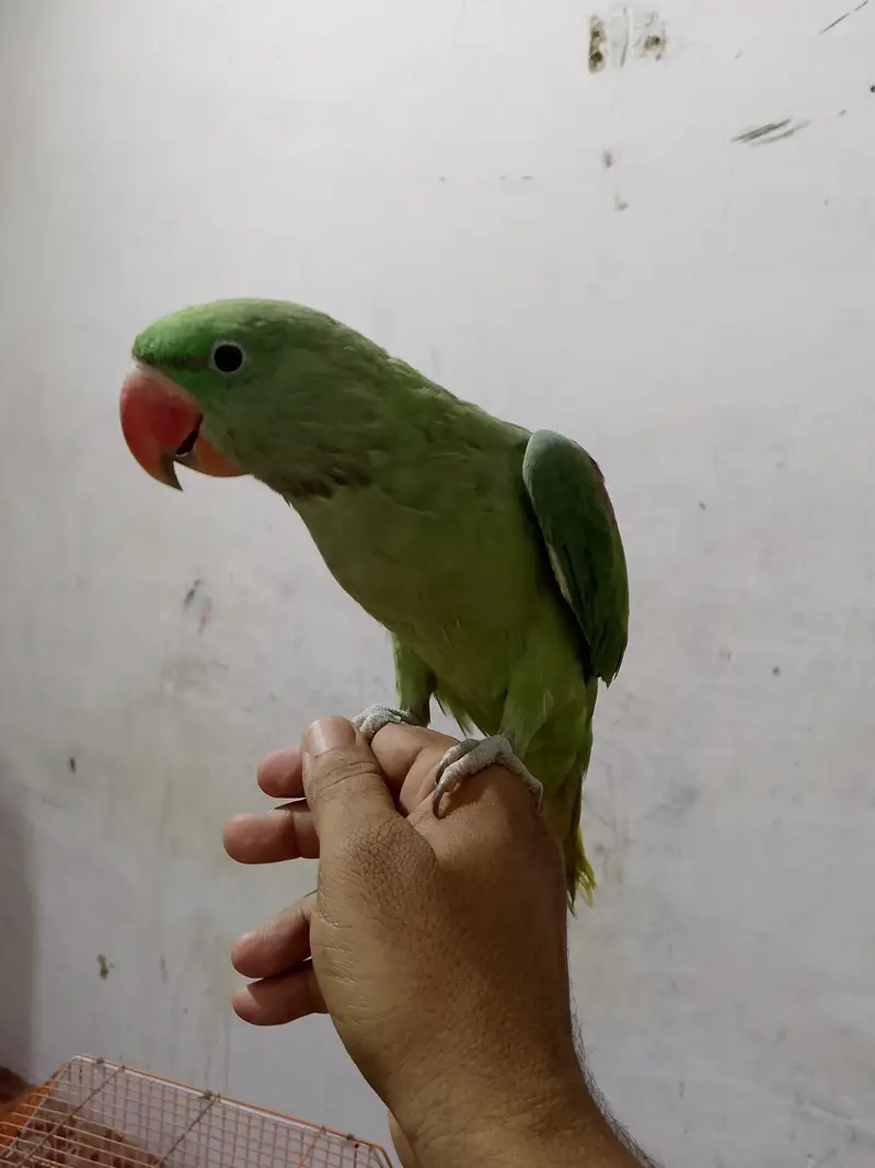 Full talking male patha Pahari — photo 4