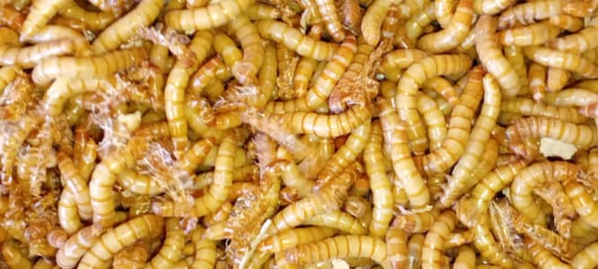 Live Mealworms