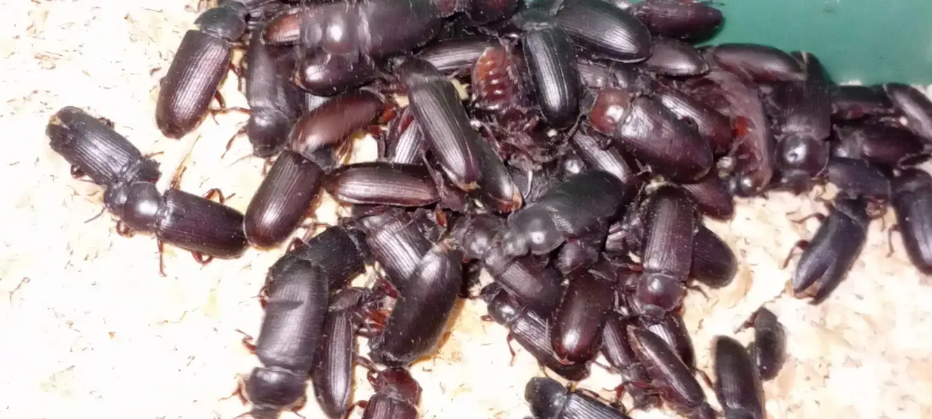 Live Mealworms - Bird & Fish Feed High Protein — photo 4
