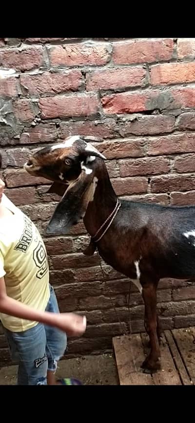 dasi bakri gaban