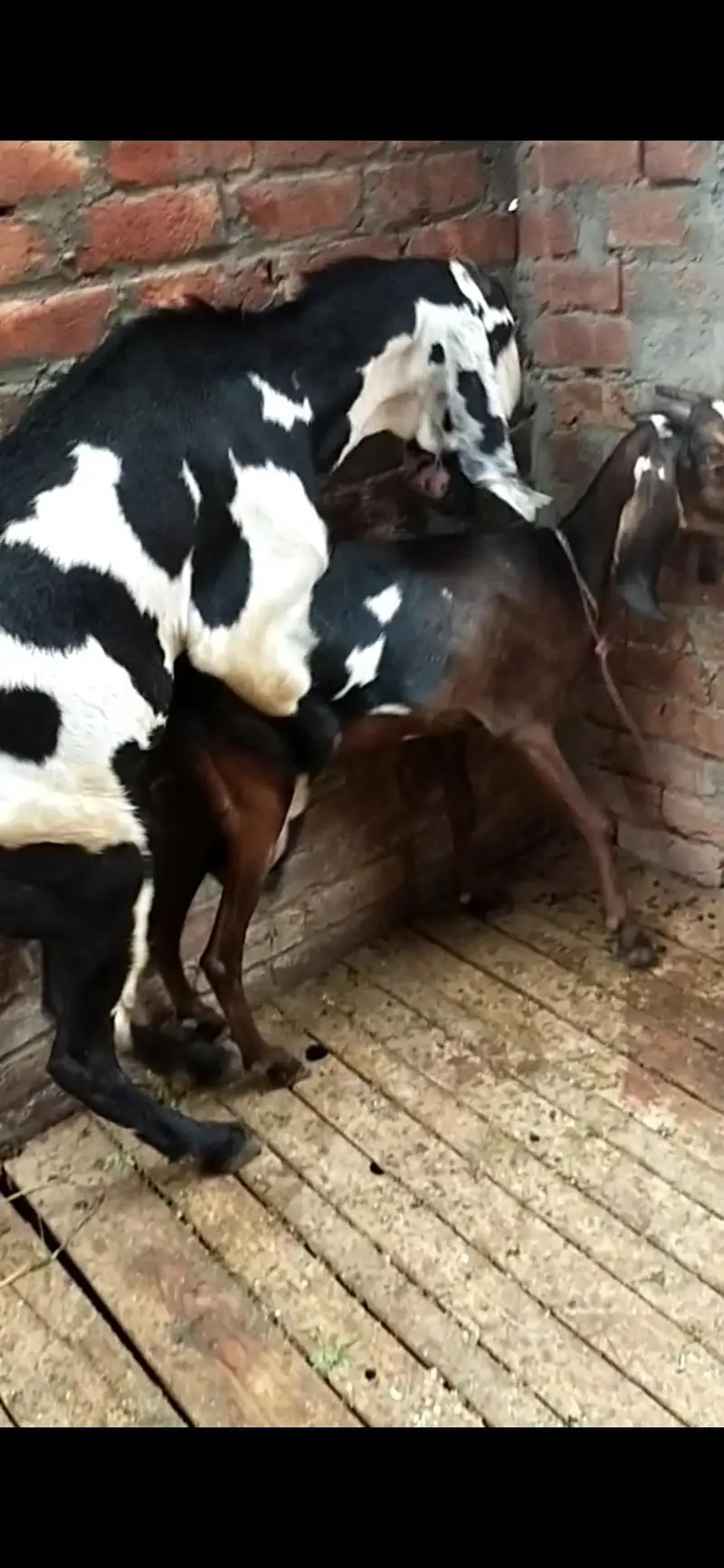 dasi bakri gaban — photo 2