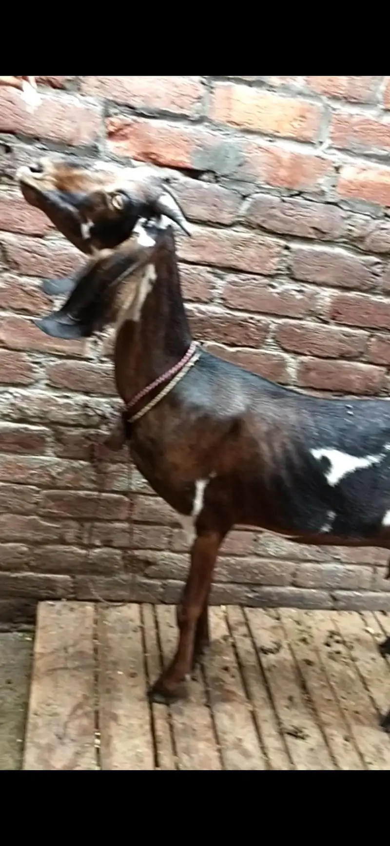 dasi bakri gaban — photo 3
