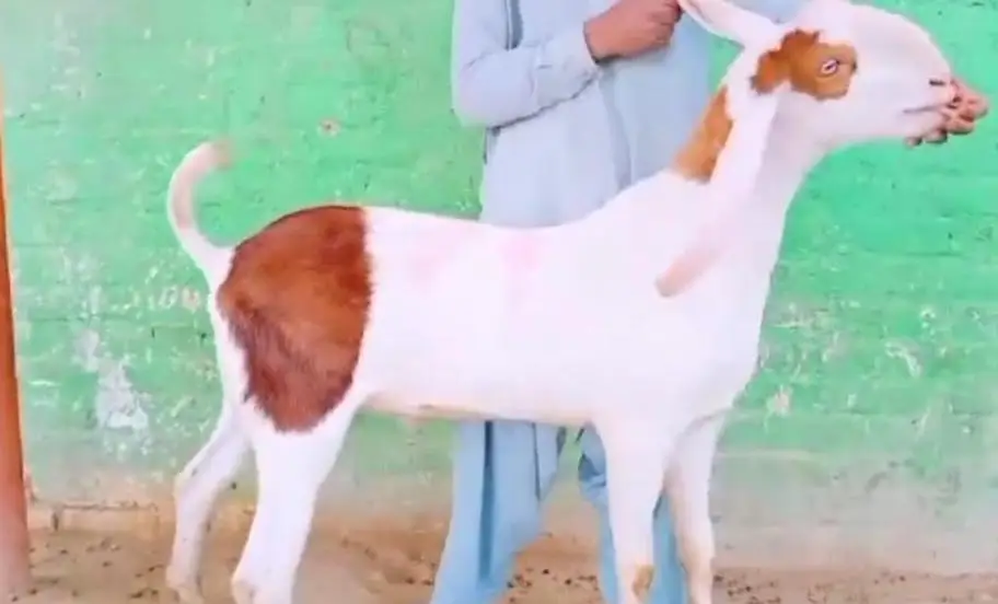 desi Bakra for sale,,03364988962 — photo 2