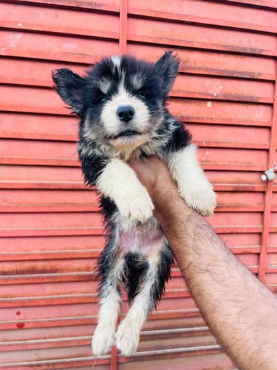 Beautiful Siberian Husky Puppies for Sale 