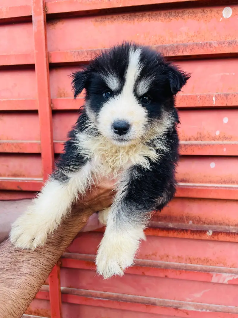 Beautiful Siberian Husky Puppies for Sale contact whatsapp 03155455895 — photo 2