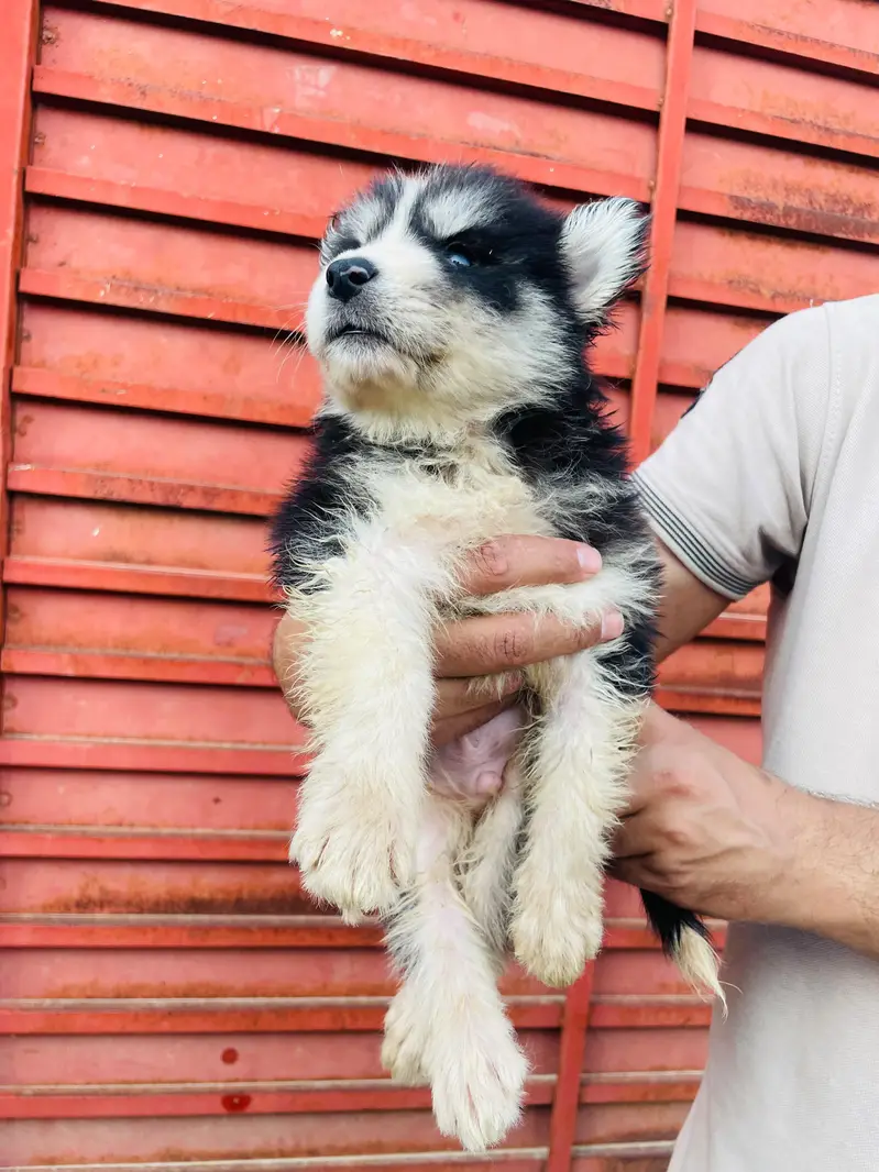 Beautiful Siberian Husky Puppies for Sale contact whatsapp 03155455895 — photo 3