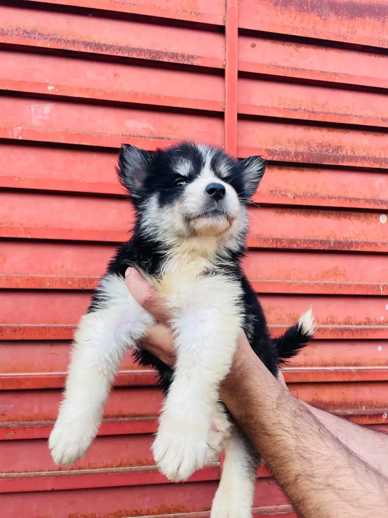 Beautiful Siberian Husky Puppies for Sale contact whatsapp 03155455895 — photo 4