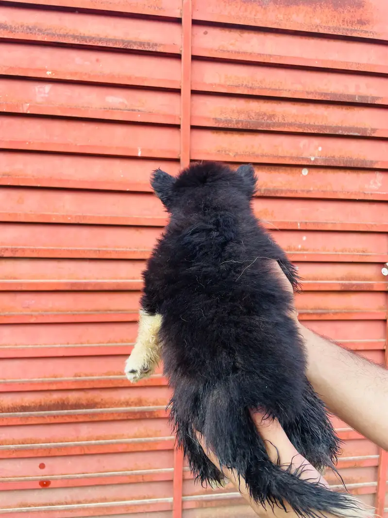 Beautiful Siberian Husky Puppies for Sale contact whatsapp 03155455895 — photo 5