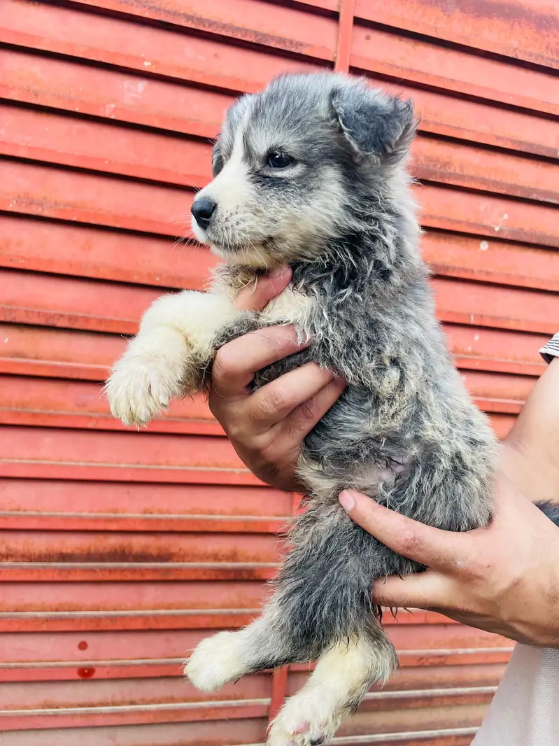 Beautiful Siberian Husky Puppies for Sale contact whatsapp 03155455895 — photo 7