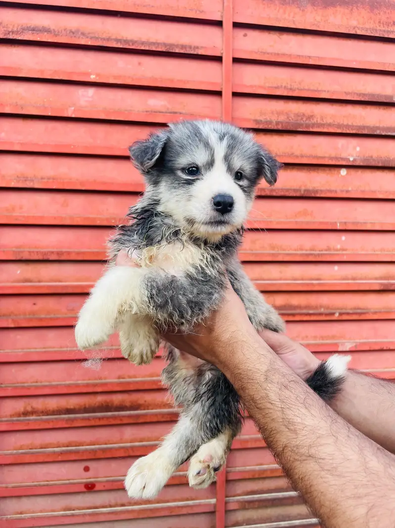 Beautiful Siberian Husky Puppies for Sale contact whatsapp 03155455895 — photo 8