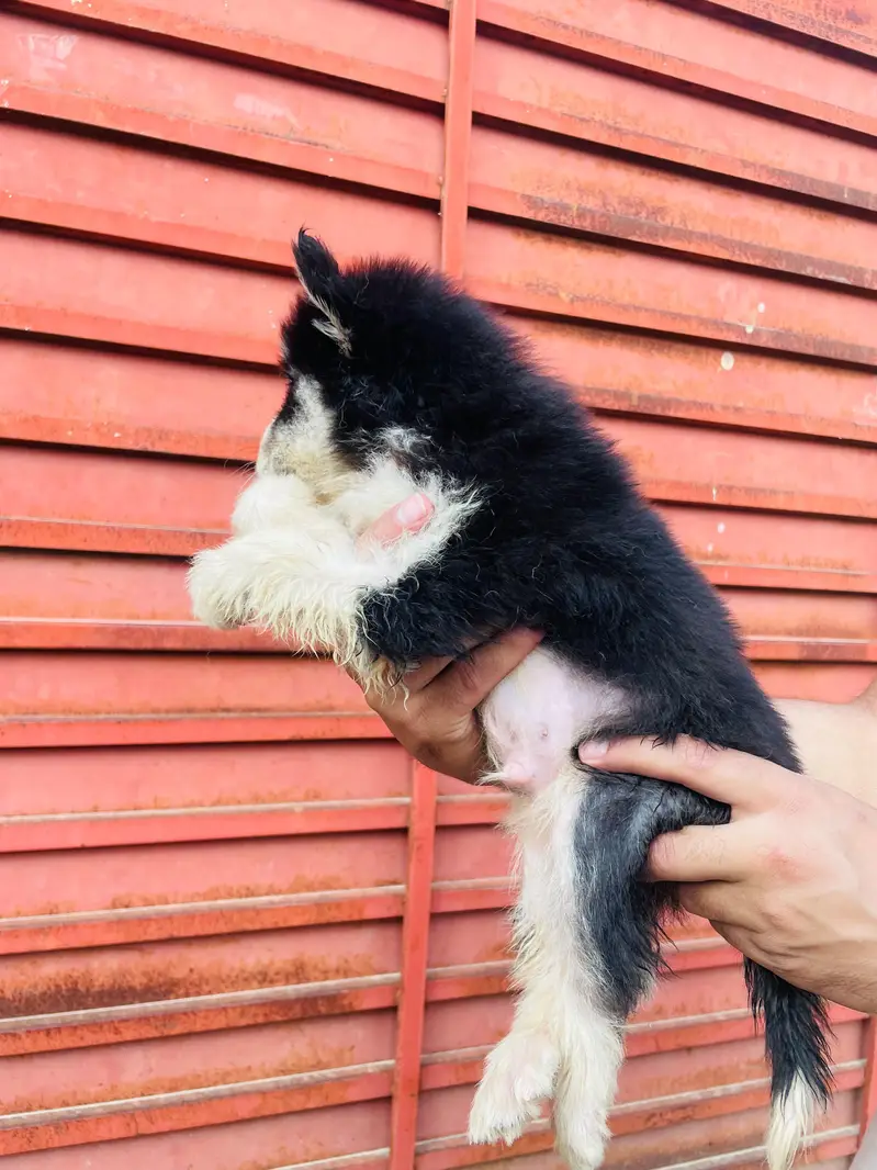 Beautiful Siberian Husky Puppies for Sale contact whatsapp 03155455895 — photo 9