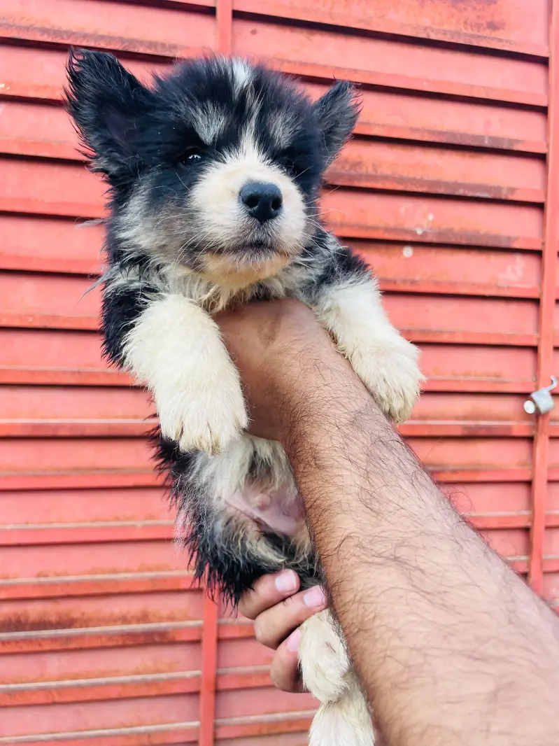 Beautiful Siberian Husky Puppies for Sale contact whatsapp 03155455895 — photo 10