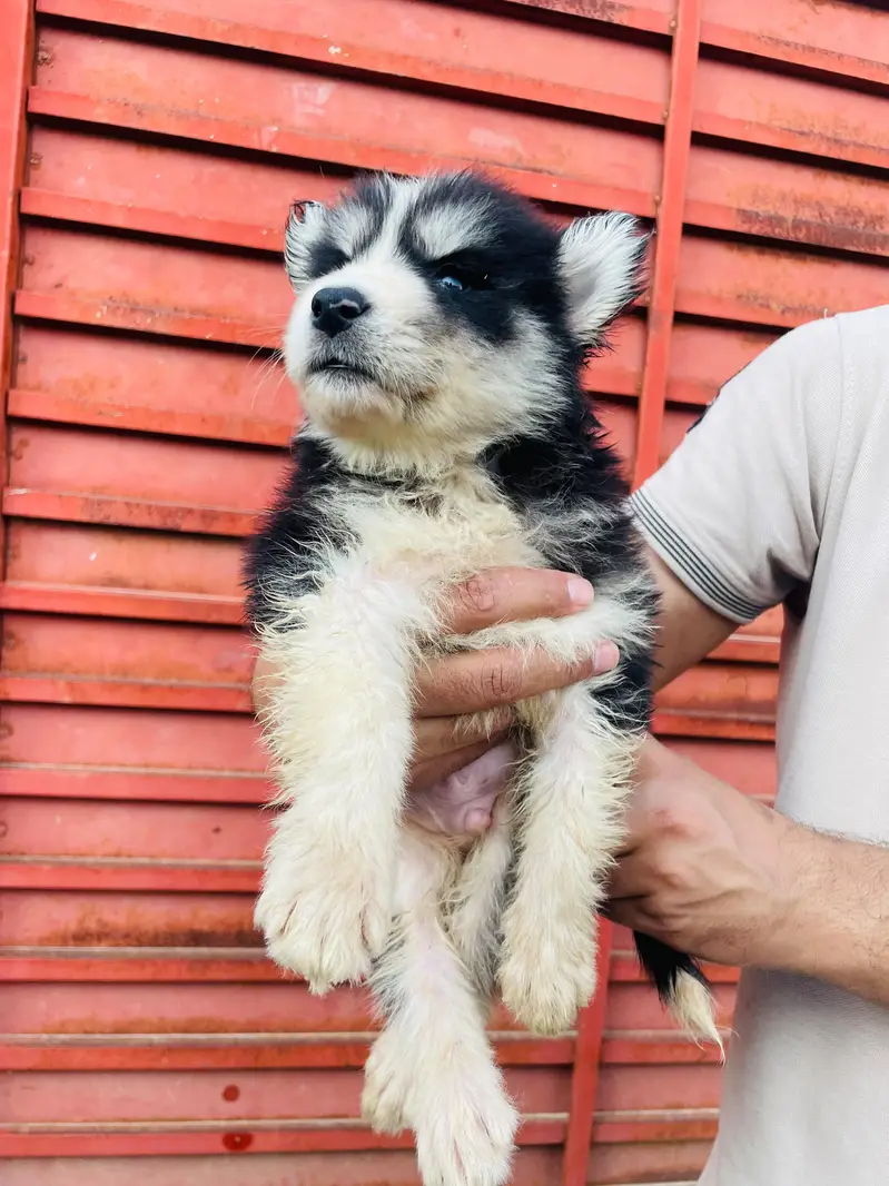 Beautiful Siberian Husky Puppies for Sale contact whatsapp 03155455895 — photo 11