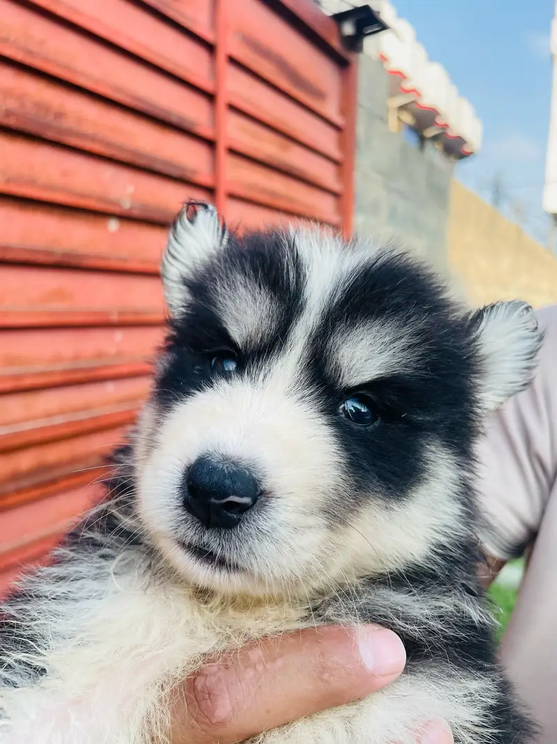 Beautiful Siberian Husky Puppies for Sale contact whatsapp 03155455895 — photo 12