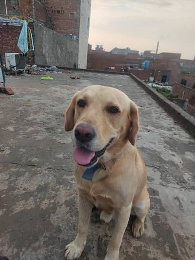 labrador dog