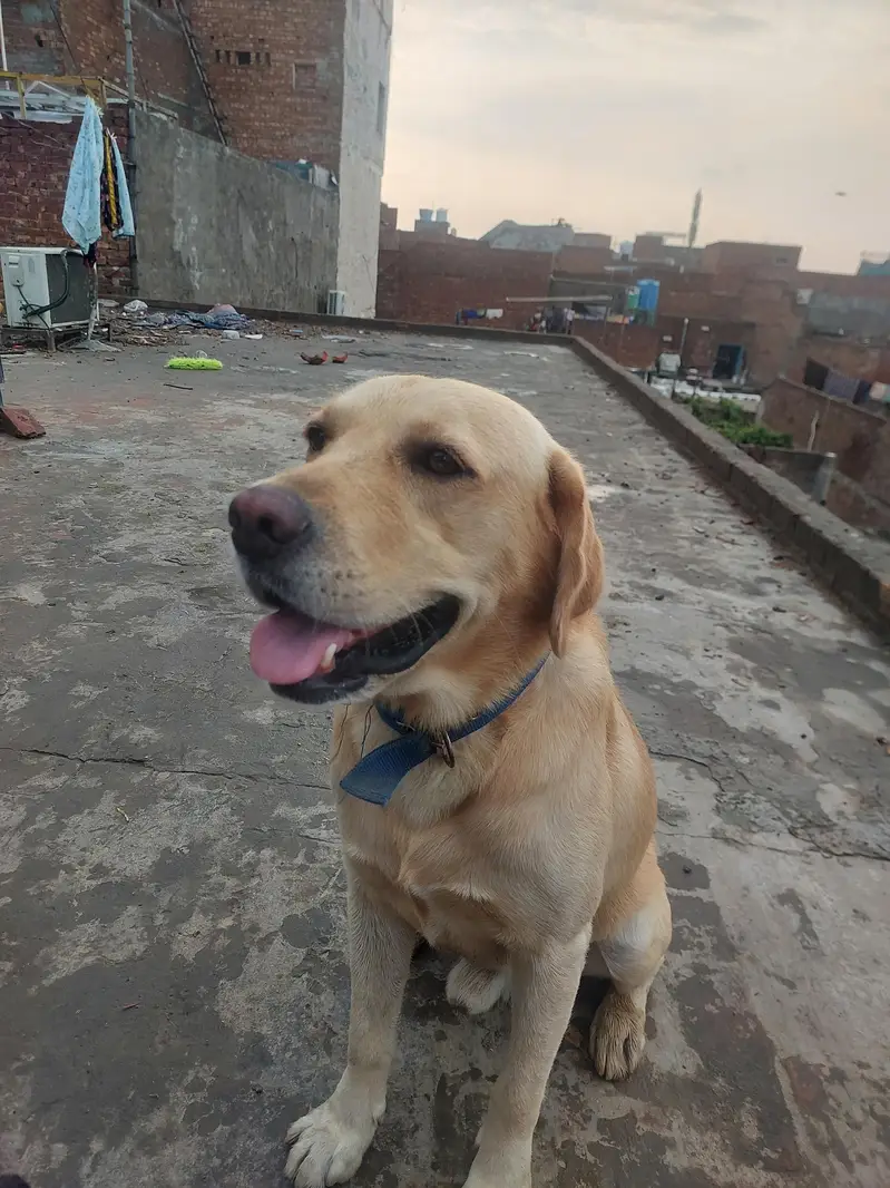 labrador dog — photo 2