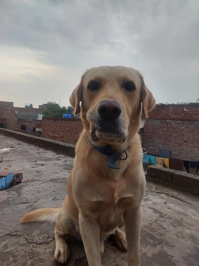 labrador dog — photo 3
