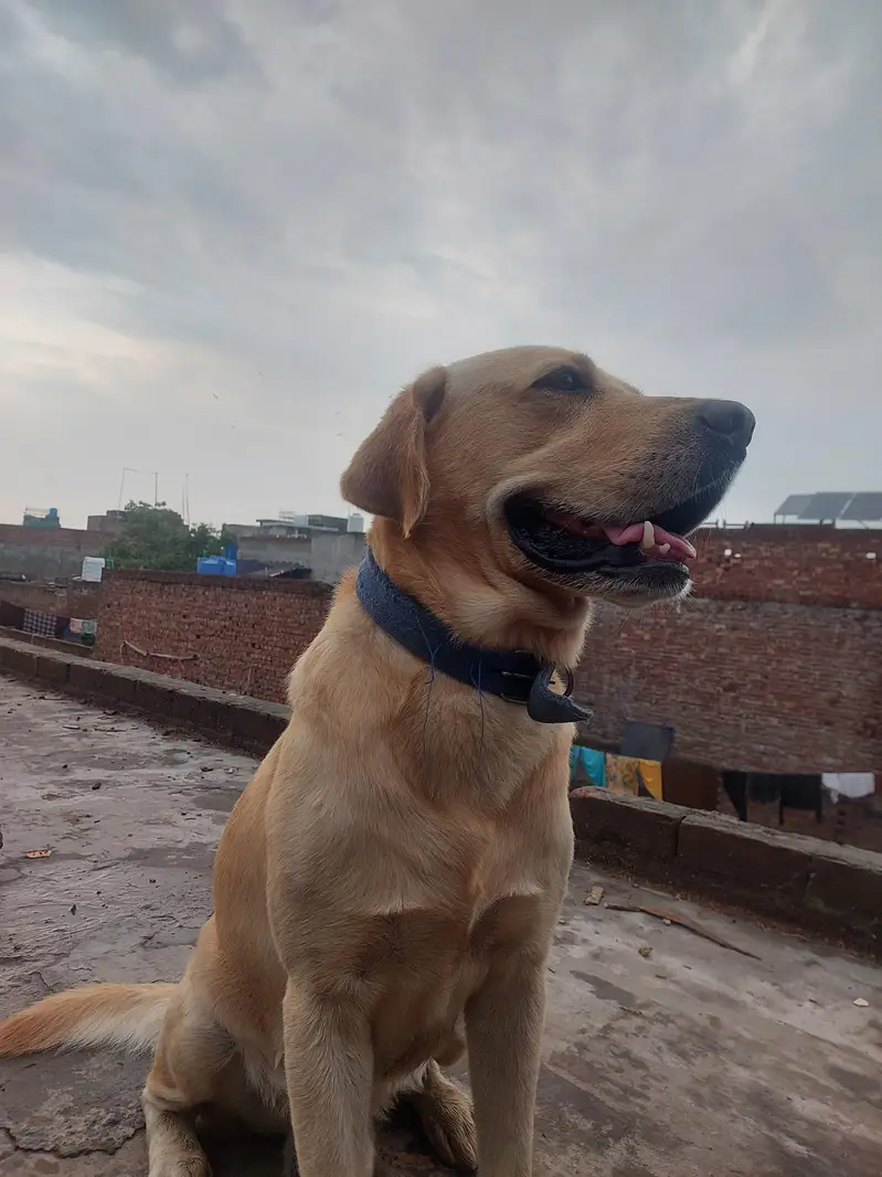 labrador dog — photo 4