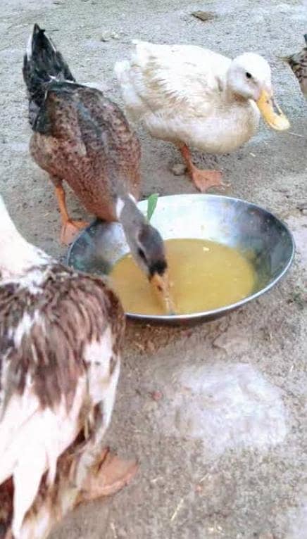 ducks pair 0