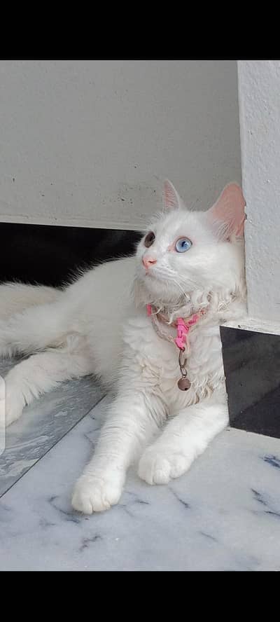 I am selling beautiful Persian cats.