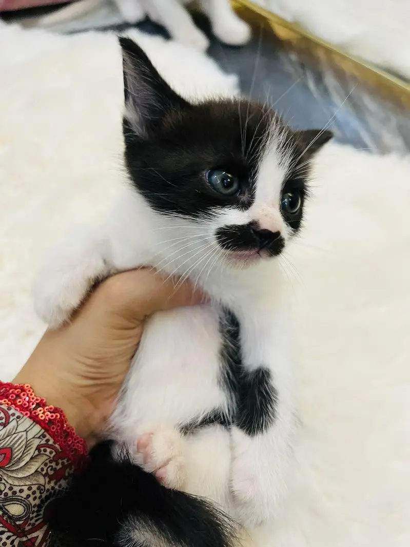 I am selling beautiful Persian cats. — photo 3