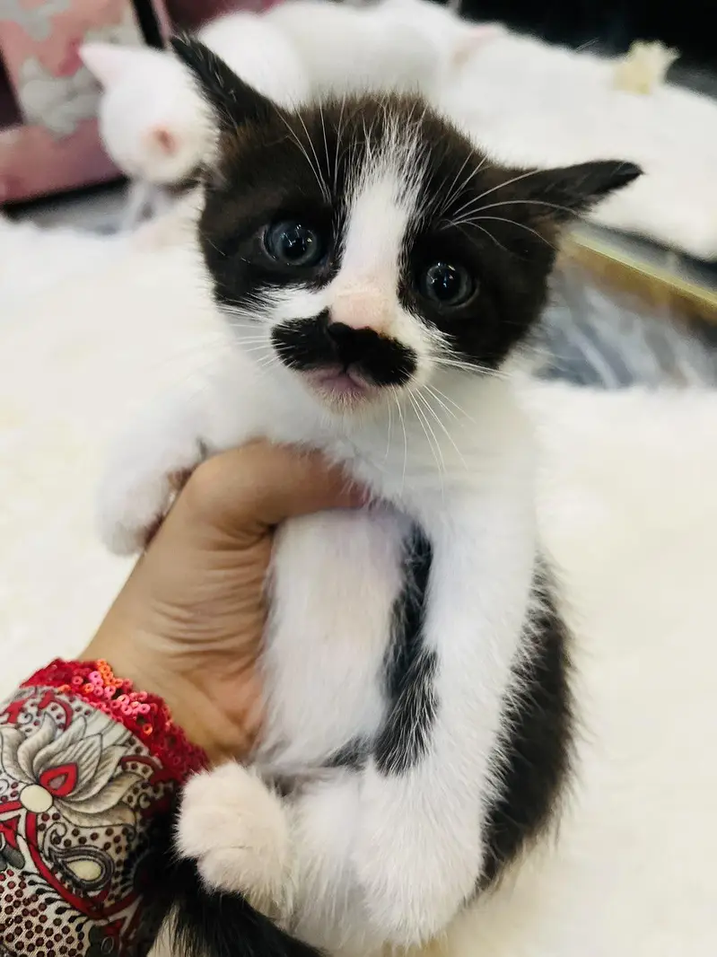 I am selling beautiful Persian cats. — photo 4