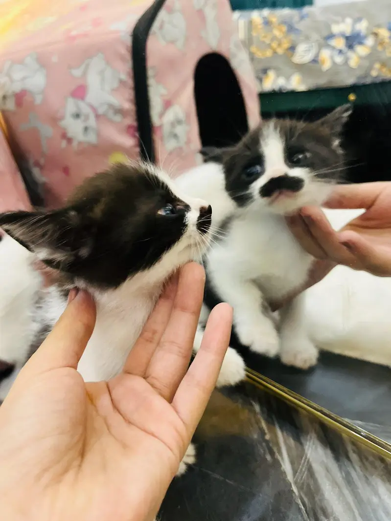 I am selling beautiful Persian cats. — photo 5