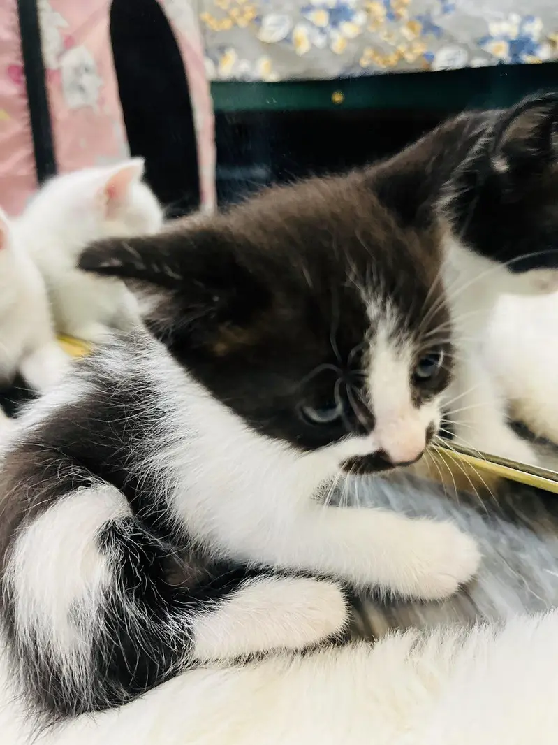 I am selling beautiful Persian cats. — photo 6