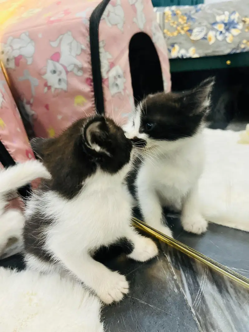 I am selling beautiful Persian cats. — photo 7