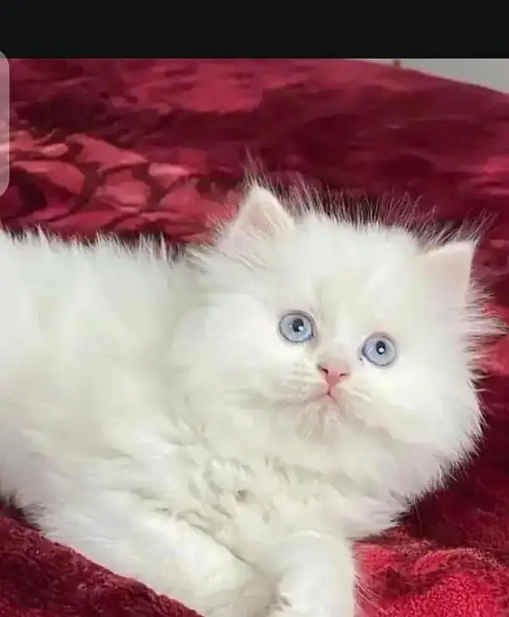 (Persian female kitten) (for sale all) (Pakistan delivery available) — photo 4