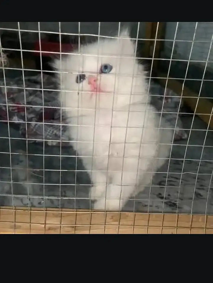 (Persian female kitten) (for sale all) (Pakistan delivery available) — photo 5