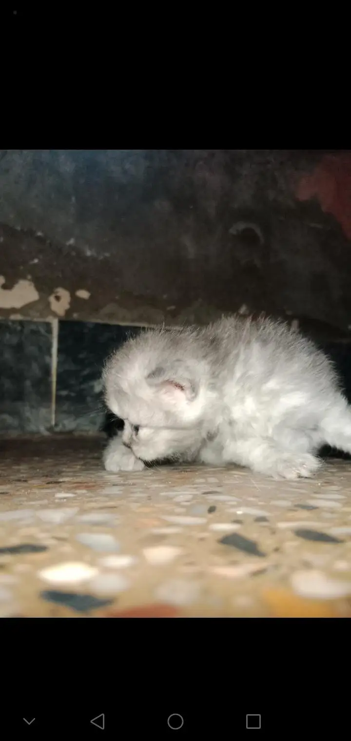 Triple Coat Persian Kittens for Sale - Sargodha — photo 5