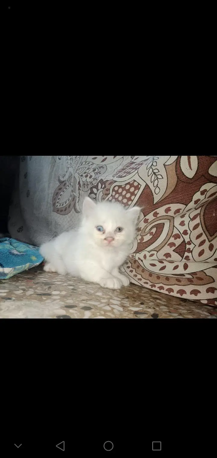 Triple Coat Persian Kittens for Sale - Sargodha — photo 6
