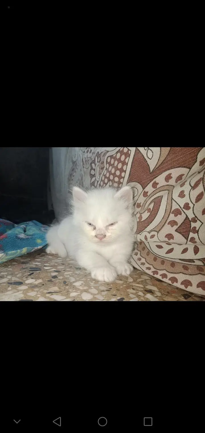 Triple Coat Persian Kittens for Sale - Sargodha — photo 7