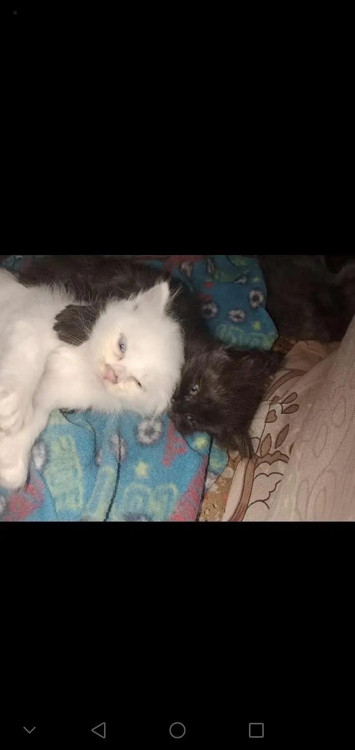 Triple Coat Persian Kittens for Sale - Sargodha — photo 8