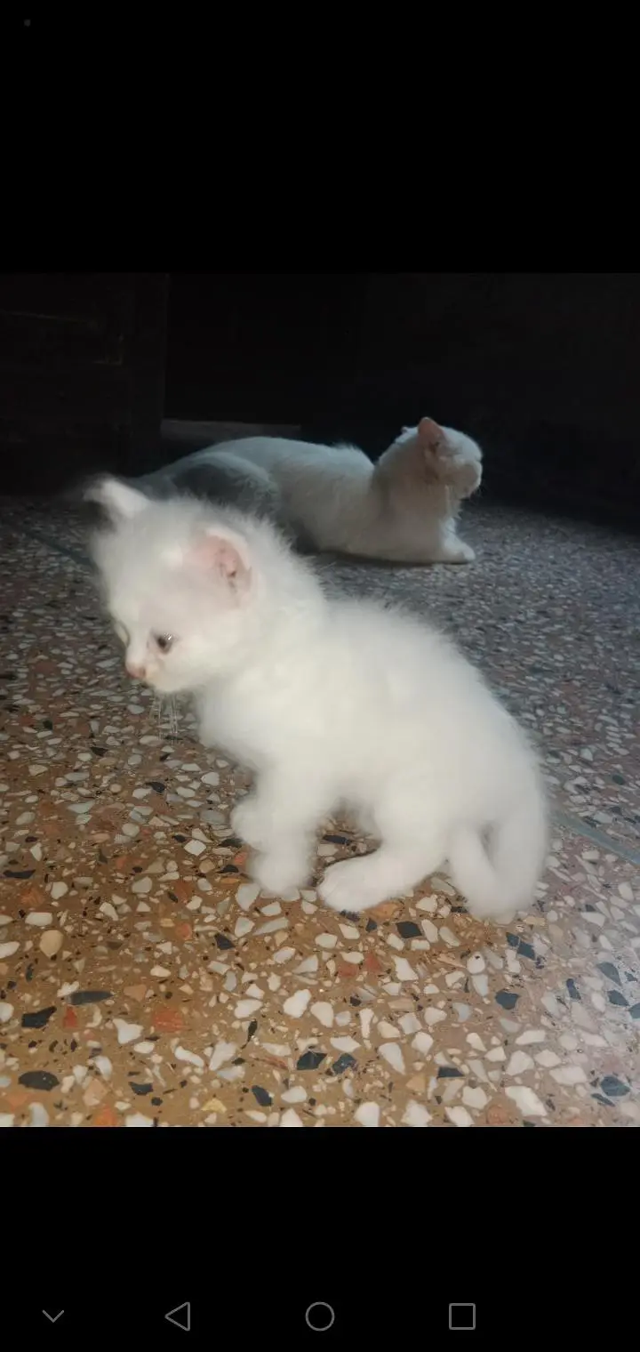 Triple Coat Persian Kittens for Sale - Sargodha — photo 9