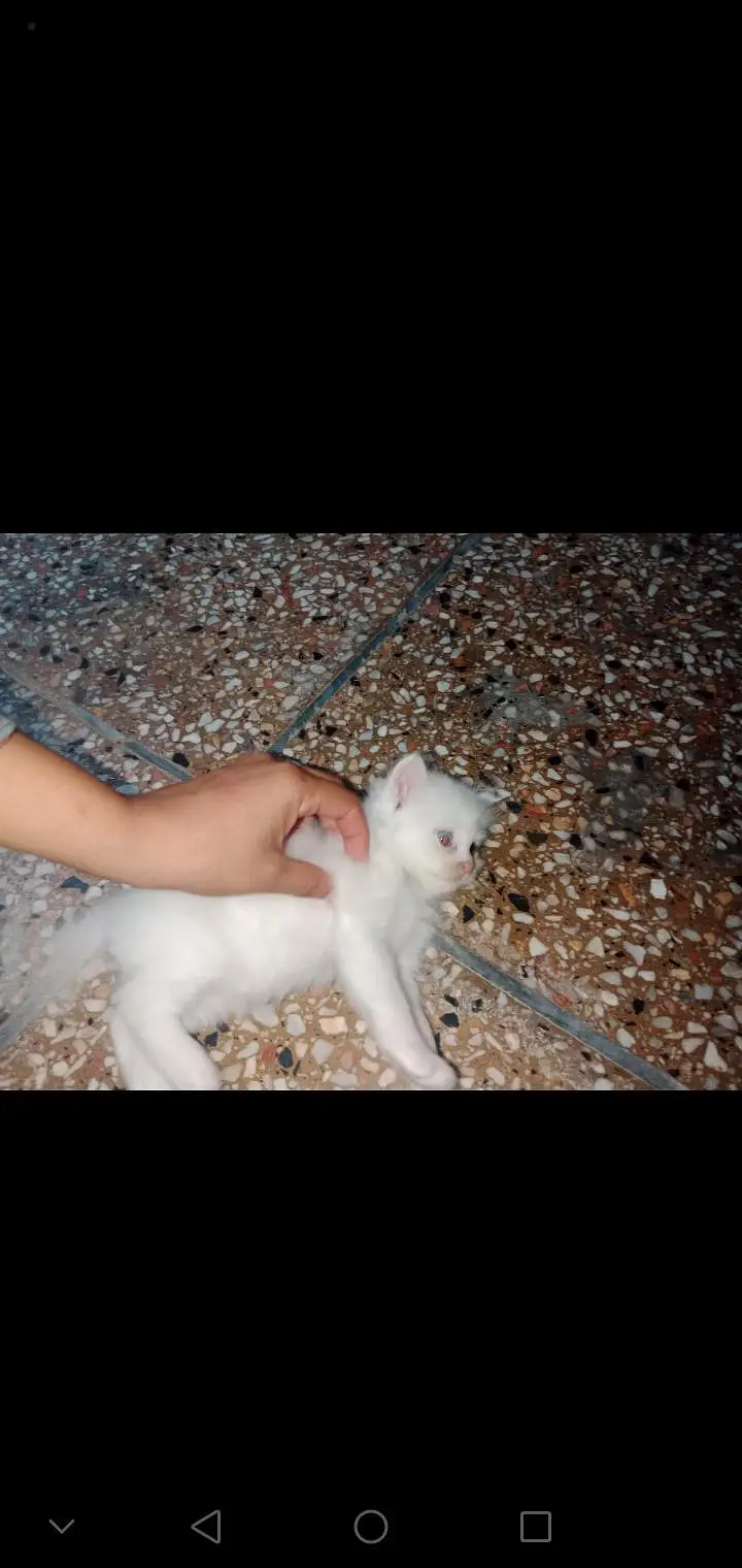 Triple Coat Persian Kittens for Sale - Sargodha — photo 10
