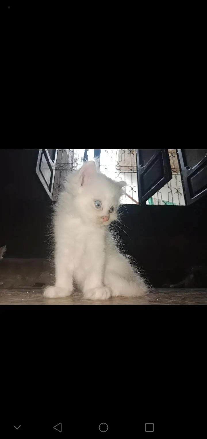 Triple Coat Persian Kittens for Sale - Sargodha — photo 11